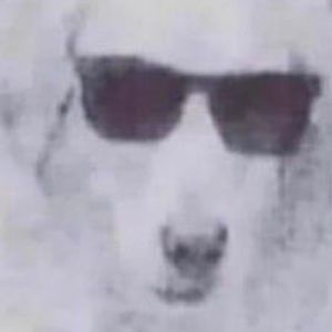 Meet your Posher, Pat